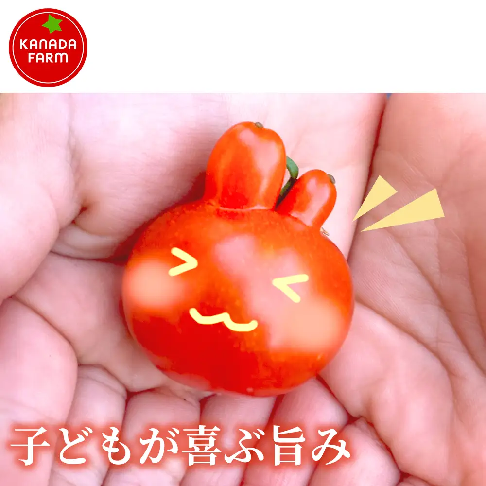 《先行予約》【お得に味わえる家庭用】訳ありフルーツミニトマト1㎏ 1セット 野菜 規格外 お買い得 自宅用 たっぷり まとめ買い 大容量 新鮮 旬 食材 お取り寄せ 愛知県 豊橋市