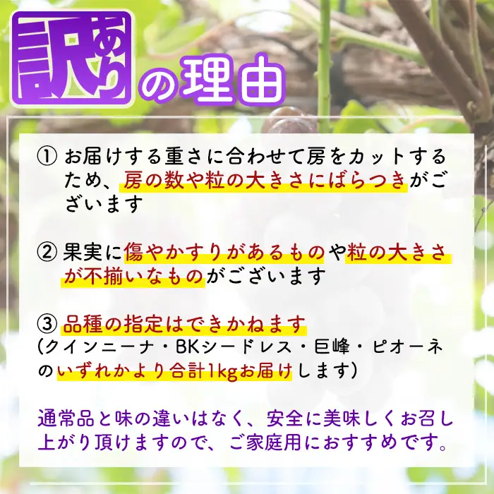≪期間限定！2026年8月中旬以降順次発送≫  訳あり！黒ぶどう(約1kg) 国産 九州産 鹿児島産 湧水町 巨峰 ピオーネ クインニーナ BKシードレス 葡萄 ぶどう ブドウ 果物 くだもの フルーツ 旬 訳アリ ワケあり 家庭用 種無し 種なし 【大倉野 隆】_y601