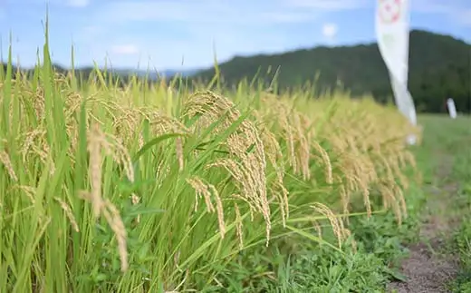 ≪2026年9月発送≫ 令和7年度 山形県産 つや姫 5kg 精米  つやひめ 白米 お米 米 米米 新米 ご飯 ごはん ブランド米 銘柄米 2025年産 令和7年度産 家庭用 自宅用 贈答用 お取り寄せ 食品 山形県 戸沢村  F7W-0320