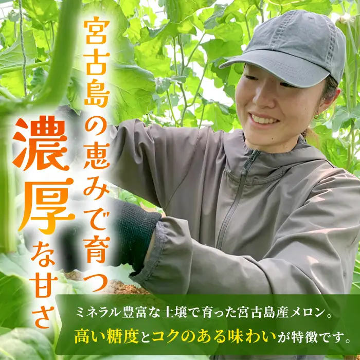 【2026年冬先行予約】宮古島産赤肉冬メロン 大玉1玉（2kg以上）【ブルータートルファーム】（DC014）