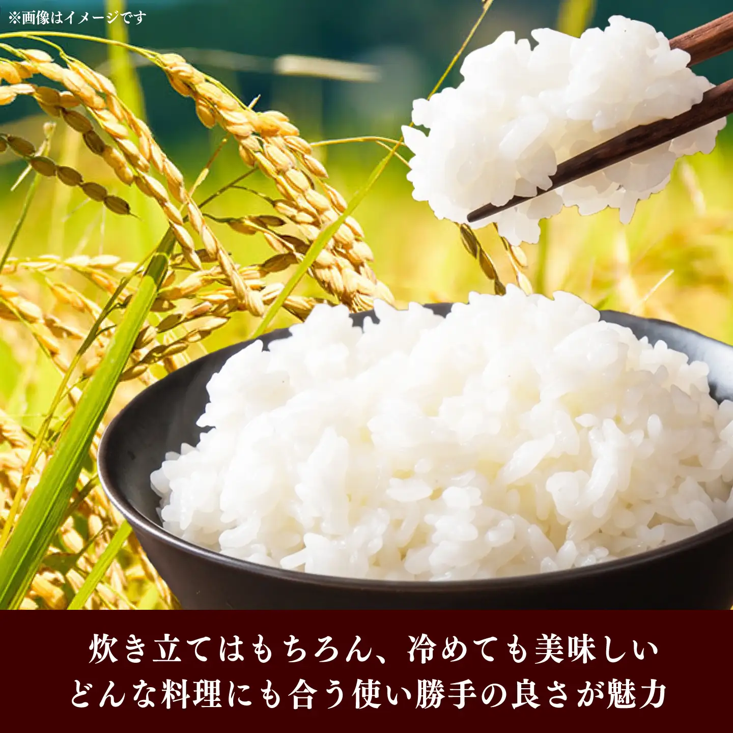 令和7年産　福岡県　夢つくし　10kg（5kg×2袋）《築上町》【カネガエ】[ABFA002]