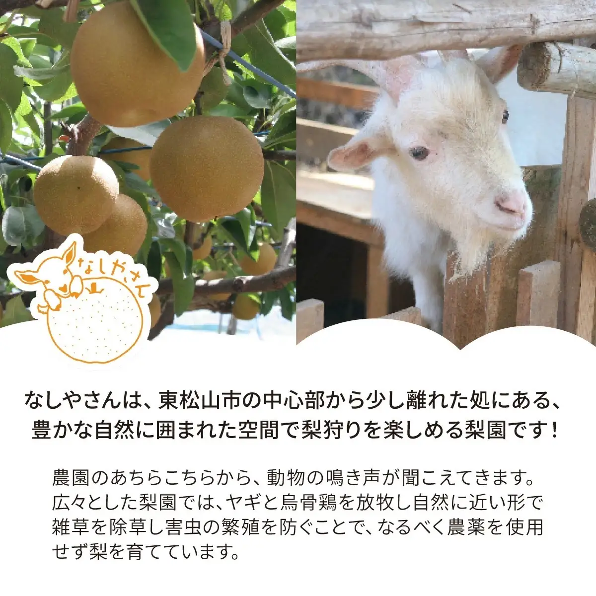 梨 彩玉 約3kg(5～7個入り)  | 梨 彩玉 埼玉県 東松山市