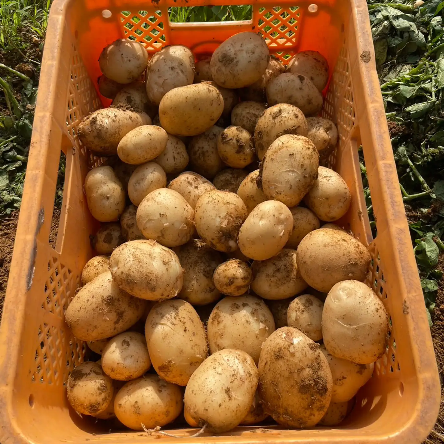 じゃがいも 約5kg 馬鈴薯 秋じゃが / ジャガイモ ばれいしょ 野菜 やさい 芋 / 南島原市 / 株式会社松尾青果[SGU003]