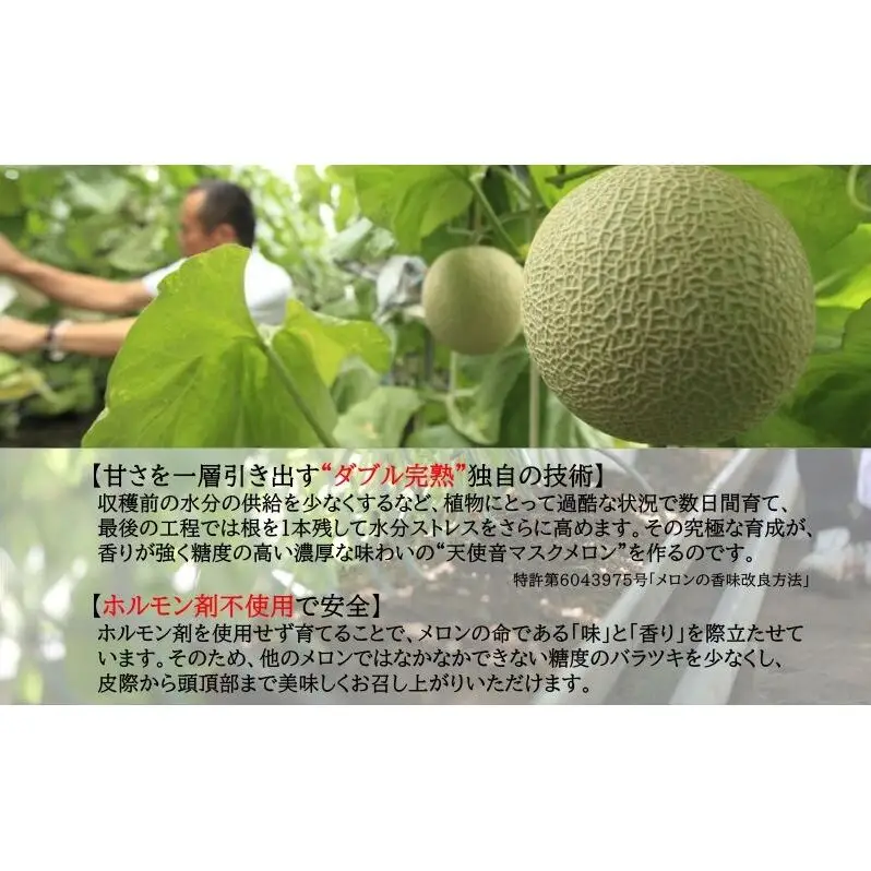 天使音（あまね）マスクメロン グラン・ベベ 1玉（0.8kg～0.9kg）化粧箱入り 高級 フルーツ 果物 メロン 静岡 浜松市【配送不可：離島】