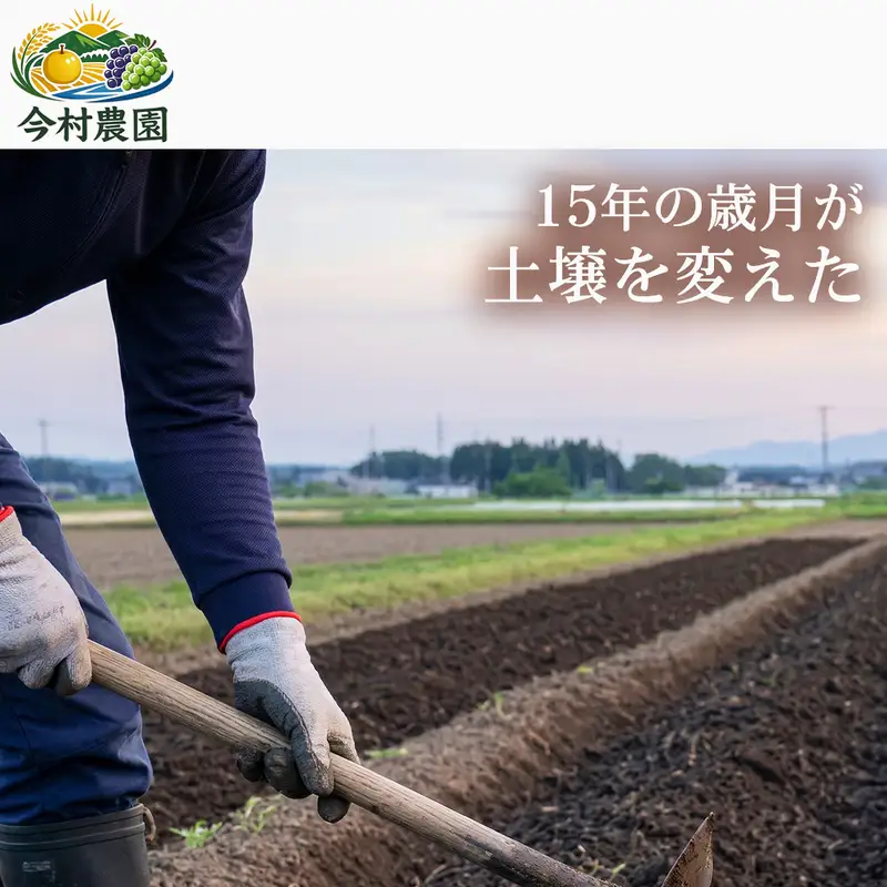 くまさんの輝き ブランド米 熊本県産 くまさんの輝き【5kg】【定期便12ヶ月】