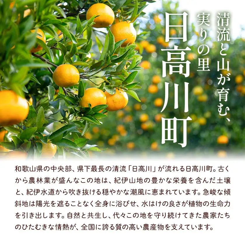 化粧箱入り 不知火 15～20玉入り エイワ商店