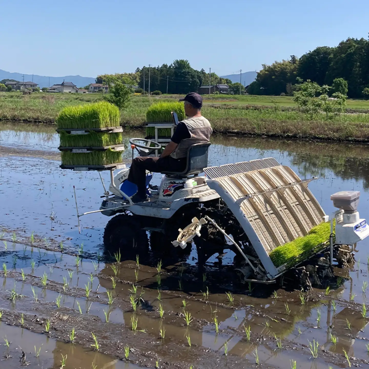 米 令和7年産 コシヒカリ 10kg 米