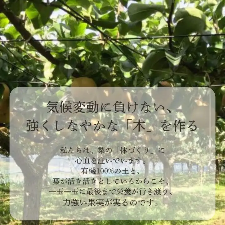 船橋のなし あきづき 5kg（大金園）