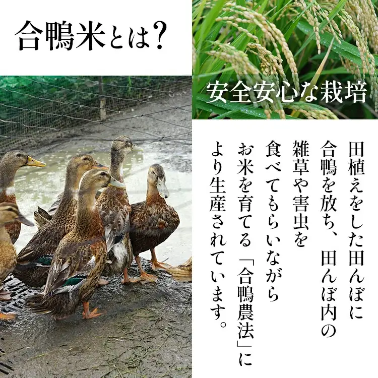令和8年産 予約 合鴨米「元気つくし」（玄米・10kg）定期便12回コース BI22