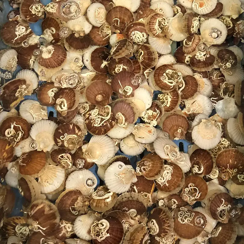 ≪期間限定≫ 「俺のホタテ」 極上 稚貝 2kg （60〜100枚） F21J-298
