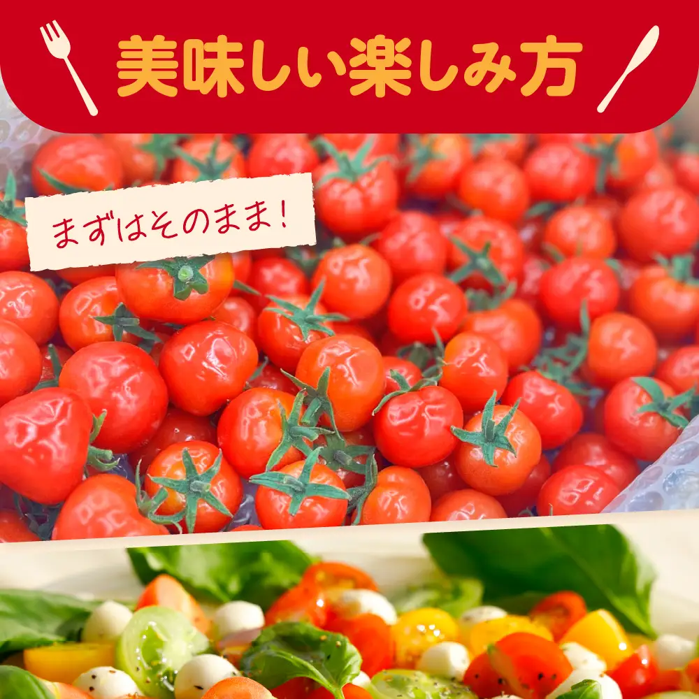 ミニトマト 超薄皮約1.7kg【2026先行受付】7～9月ミニトマト