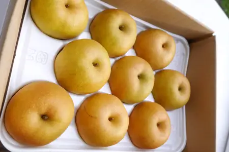 【期間限定】たにがみ農園の新甘泉 2.5キロ箱　(鳥取県産)