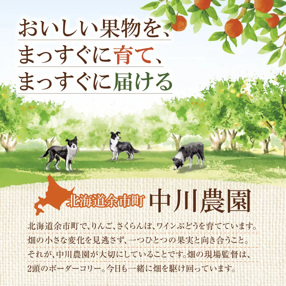 2027年発送【先行予約】令和9年産 さくらんぼ 佐藤錦【L～2Lサイズ】400g×2 【合同会社中川農園】_Y141-0004