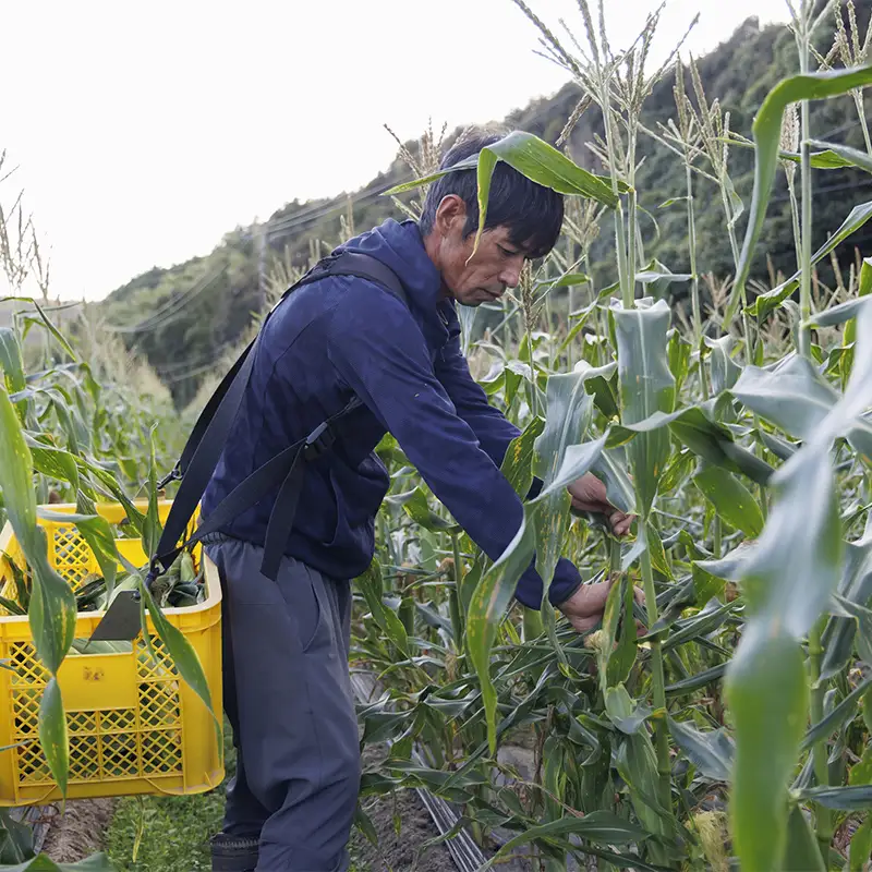 朝採り とうもろこし 10本 採れたて 朝採れ 糖度20以上 とうきび トウキビ トウモロコシ コーン 野菜 食品 F6L-1413