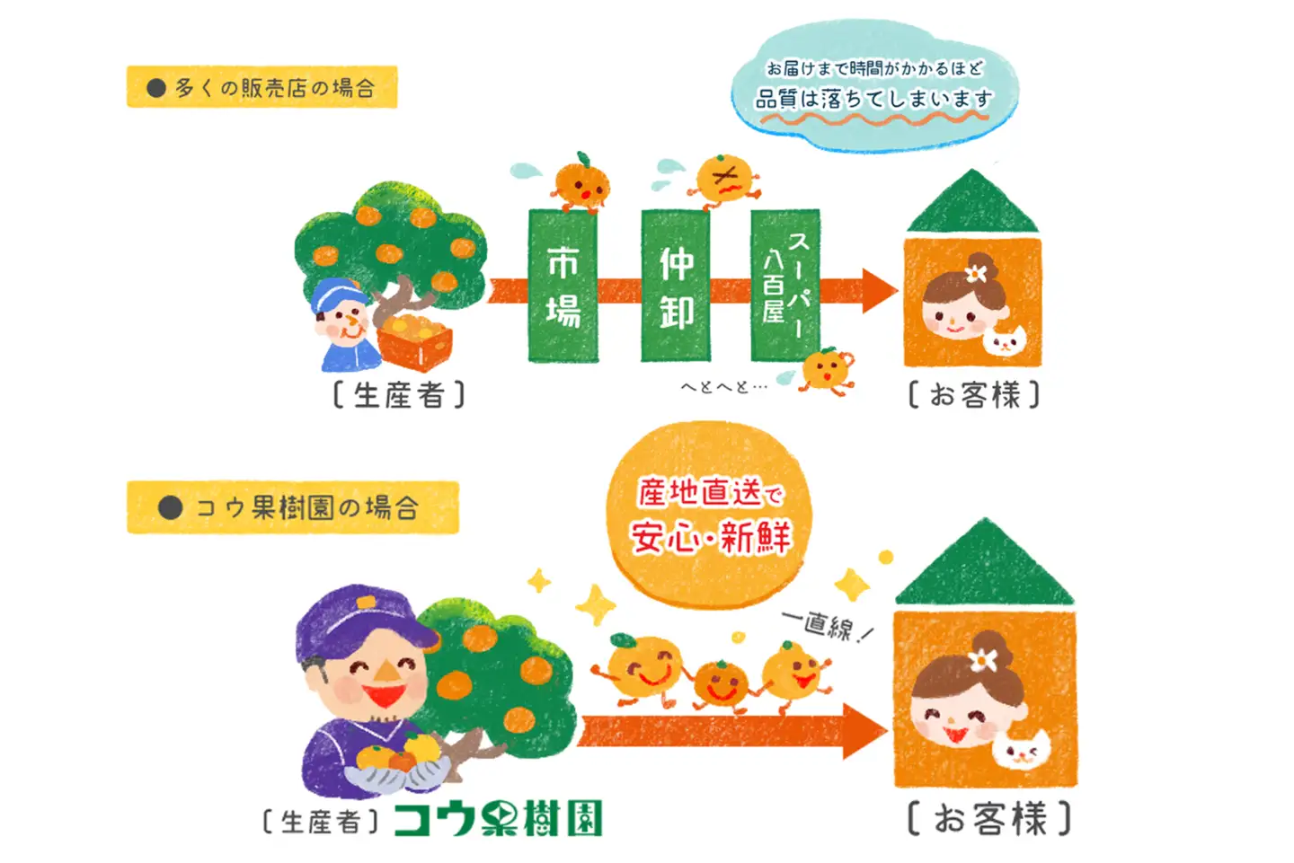 【先行受付】コウ果樹園の柑橘の大トロ　せとか約2kg YWTG030