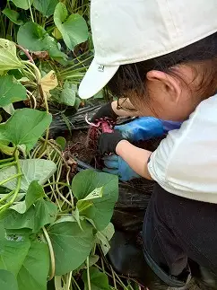 【農家直送！】熟成紅はるかの干しいも(無添加)　計900g（150g×6袋）[2026年11月上旬発送開始]　【07208-0850】