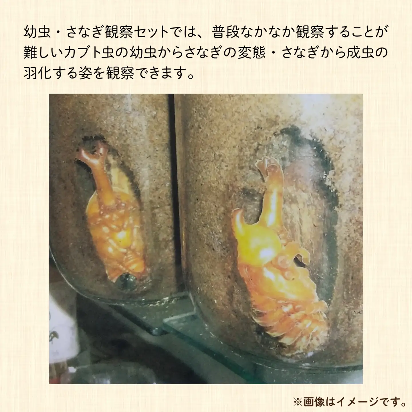 【先行予約】 カブト虫　幼虫・さなぎ観察セット 【2027年4月上旬順次発送】  [A-081005] カブトムシ カブトムシ