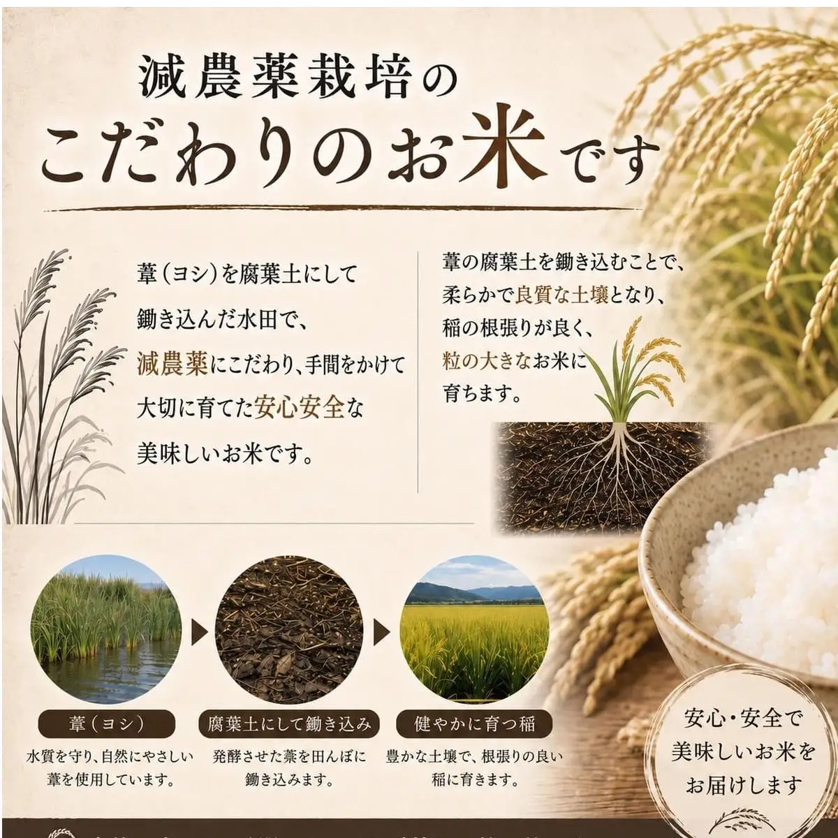 【11月配送】 ＜先行予約＞ 令和8年産 ササニシキ 精米 10kg（5kg×2）単品 新米