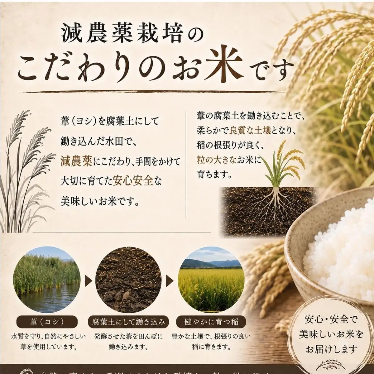 【12月配送】 ＜先行予約＞ 米 令和8年産 つや姫  精米 5kg 単品 新米 こめ コメ お米 ご飯 白米 ツヤ姫