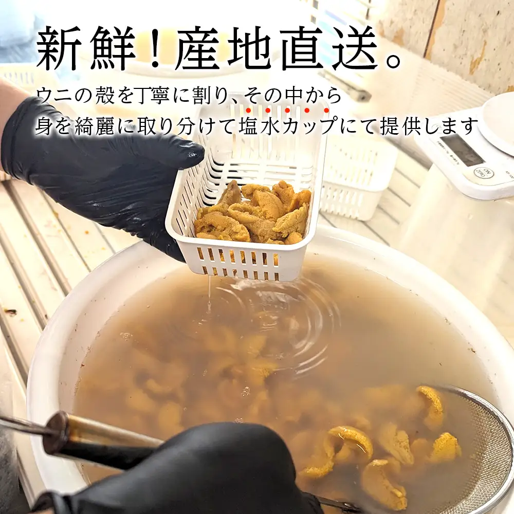 【期間限定】〈2026年発送予約〉美国産雲丹40g ミニウニ丼サイズ 北海道 ウニ うに