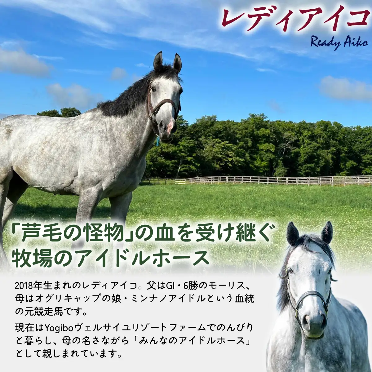 【レディアイコ】「粉」オリジナルコーヒー　函館美鈴コーヒーコラボ BRTV445-1