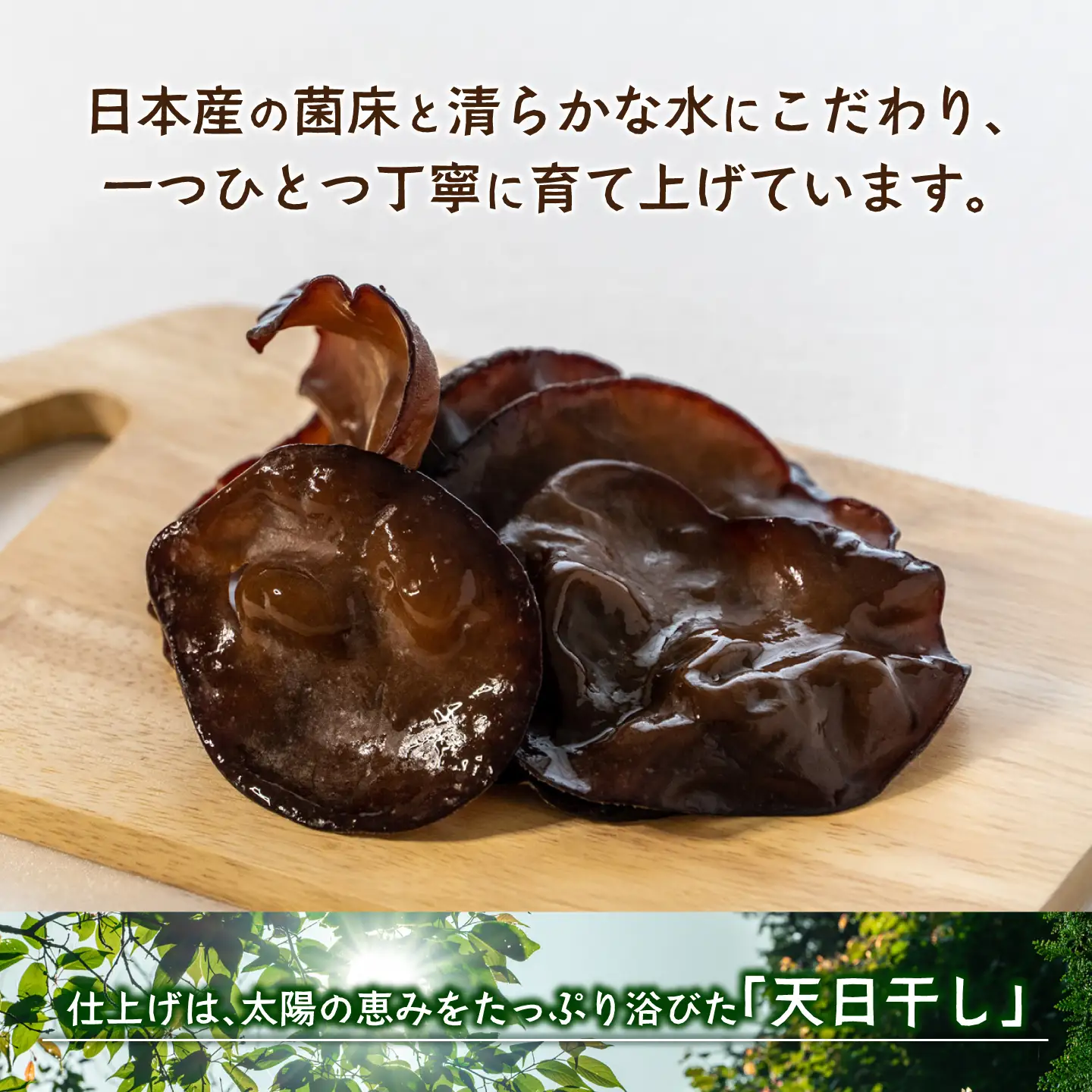 愛きくらげ 乾燥（ホール10g×5袋）/ 国産 乾燥 健康 / 稲沢市 / きくらげファーム稲沢[BMAU003]
