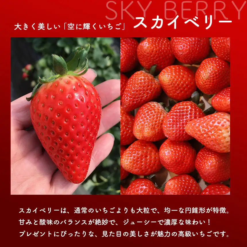 【先行予約】【定期2回】訳あり スカイベリー いちご 約 280g × 2P｜栃木県共通返礼品 栃木県 那珂川町 送料無料