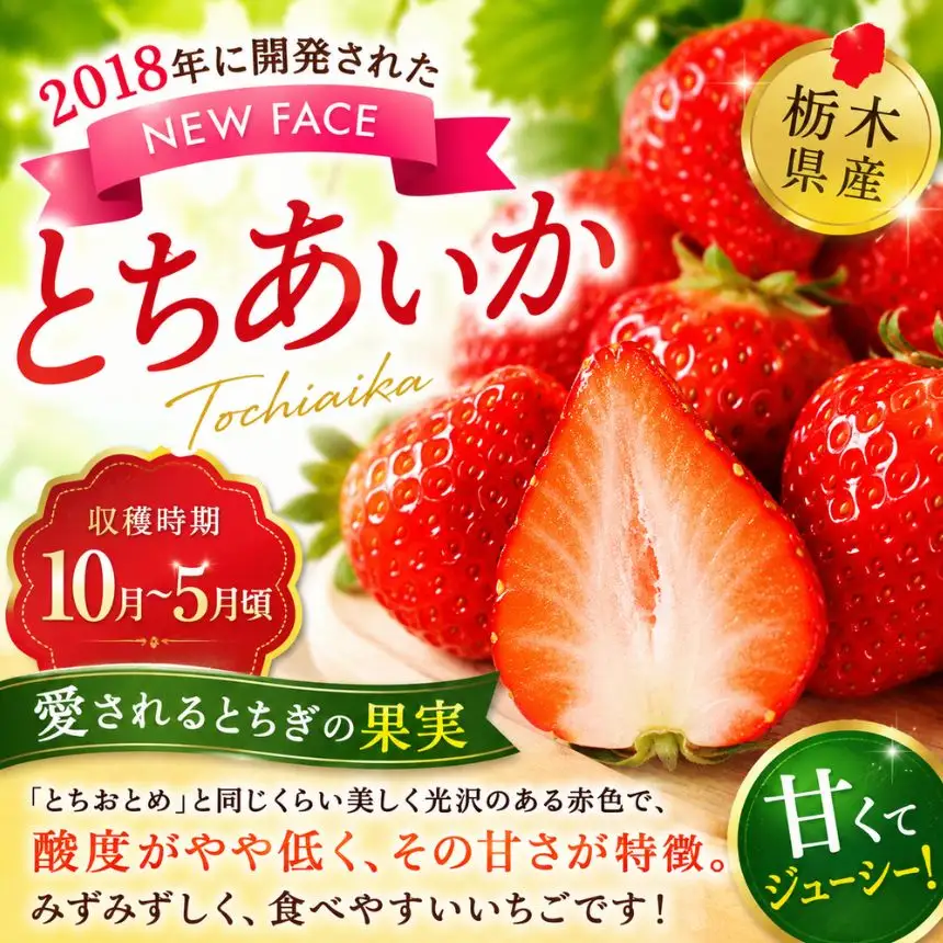 【先行予約】訳あり いちご とちあいか 約280g × 6P 栃木県共通返礼品