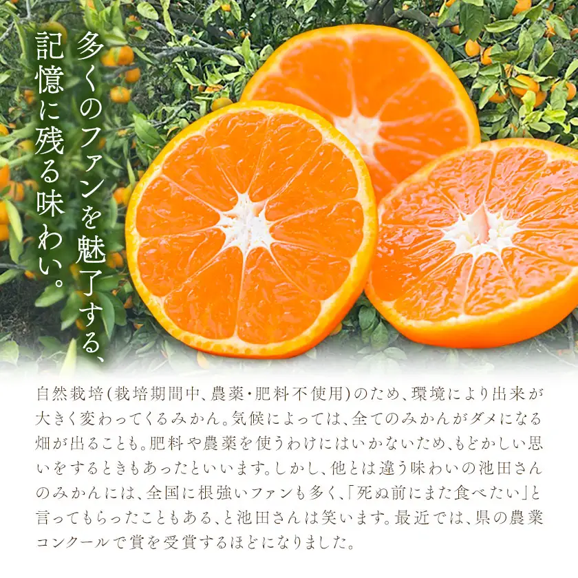 池田農園のみかんジュース 3本 1本500ml 池田農園《30日以内に出荷予定(土日祝除く)》熊本県 玉名郡 玉東町 みかんジュース みかん ミカン ジュース 自然栽培 栽培期間中農薬・肥料不使用