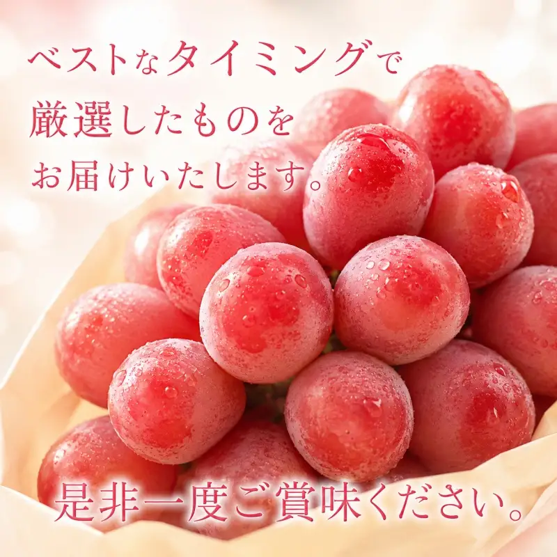 クインニーナ 約500g (1房～2房) 秀品 / ぶどう ギフト 贈答 旬 フルーツ 果物 和歌山 紀美野町産 ※2026年9月下旬～10月上旬に順次発送【frt502-r-0d5】