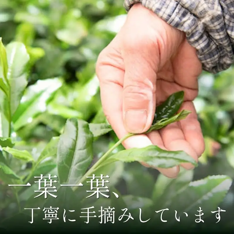 京都 最高傑作玉露 【 屋敷の茶 】8g×18袋入 玉露
