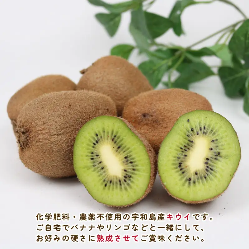 訳あり キウイ 4kg 誉農園 キウイ F010-138015