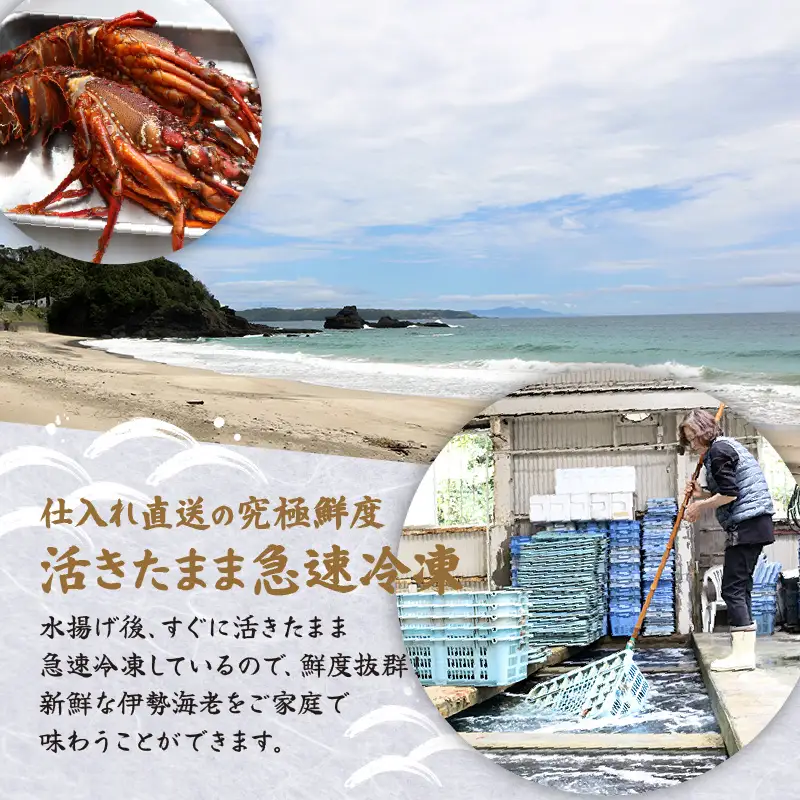 【伊勢海老】1.5kg 冷凍 活き締め 下田産