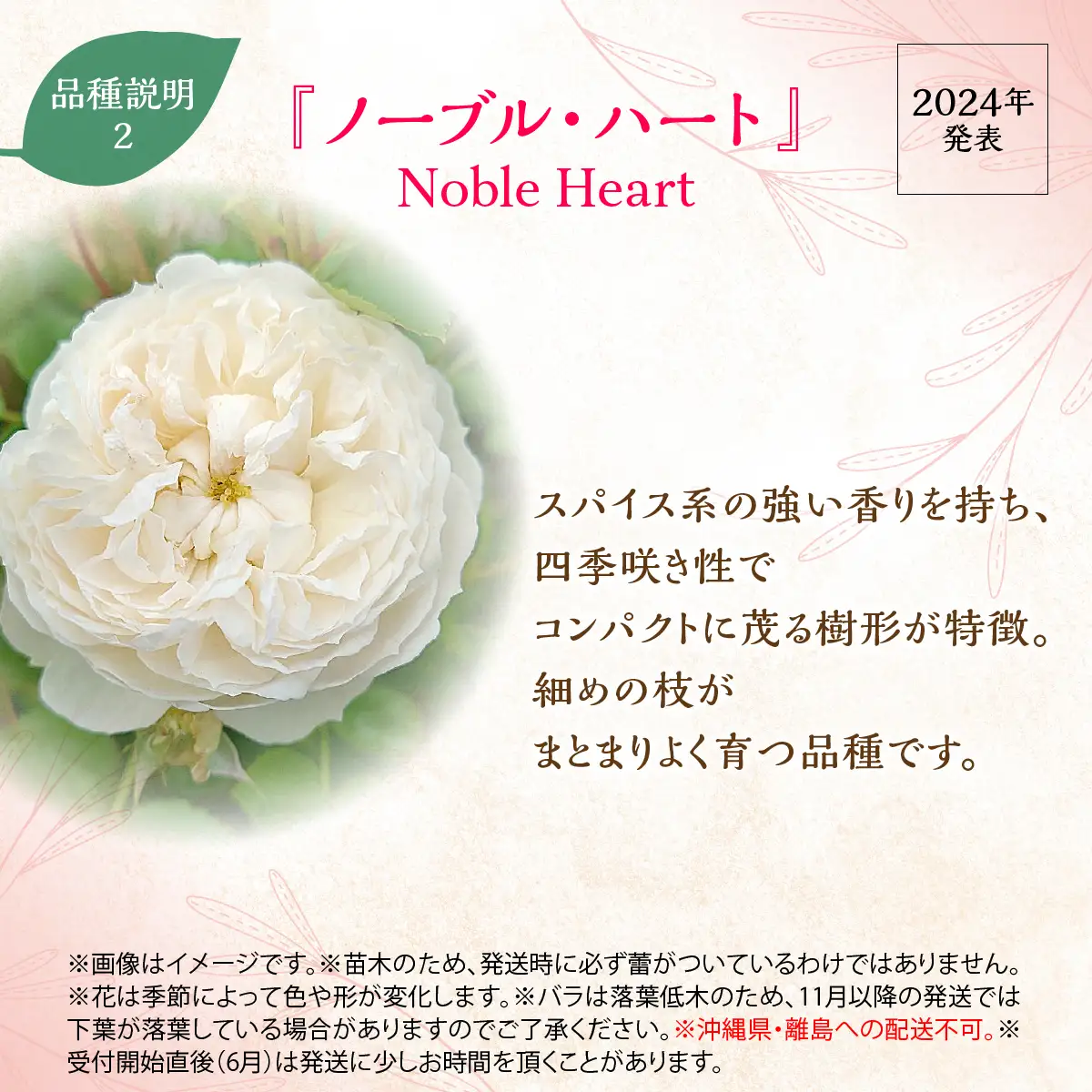 【Apple Roses】バラ苗『ノーブル・ハート』新苗育成苗6号ポット植え HNNH046