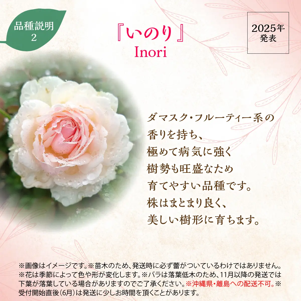 【Apple Roses】バラ苗『いのり』新苗育成苗6号ポット植え HNNH047