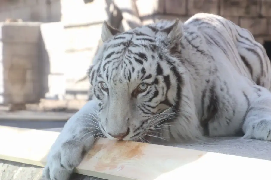 動物園 東武動物公園 入場券  １人分