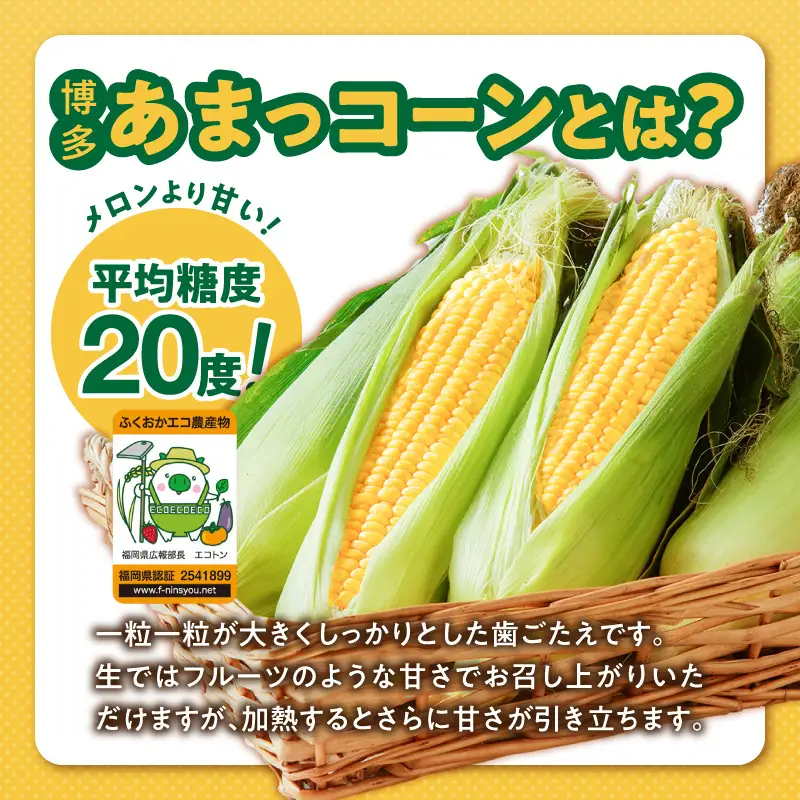 冷凍便！旬の時期に冷凍したSDGs米糠堆肥で作った博多あまっコーンカット品 2kg以上（5～10本） 〔Gv051-01〕