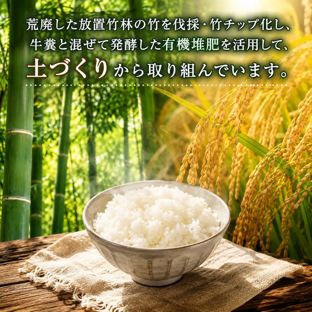コシヒカリ 摩氣米 5kg 定期便3回 新米 コシヒカリ