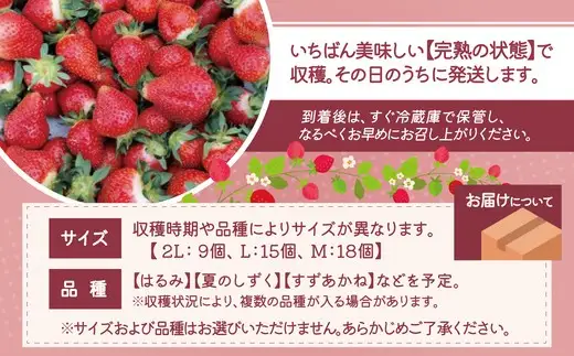 完熟で香り高い！秋田のイチゴ 2パック ＜揺りかごパック＞　 90P3403【ひない渡辺農園しどけ村】
