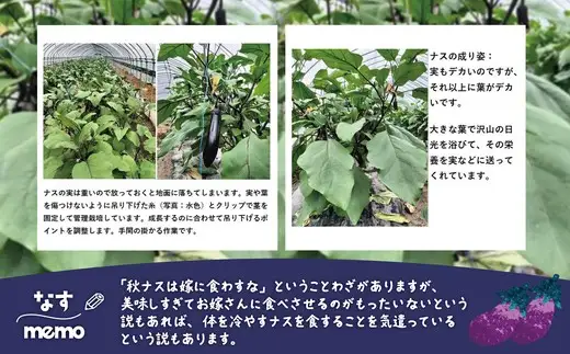 ナス 黒光りする太くて長い！30本　【120P3206】　【ひない渡辺農園しどけ村】