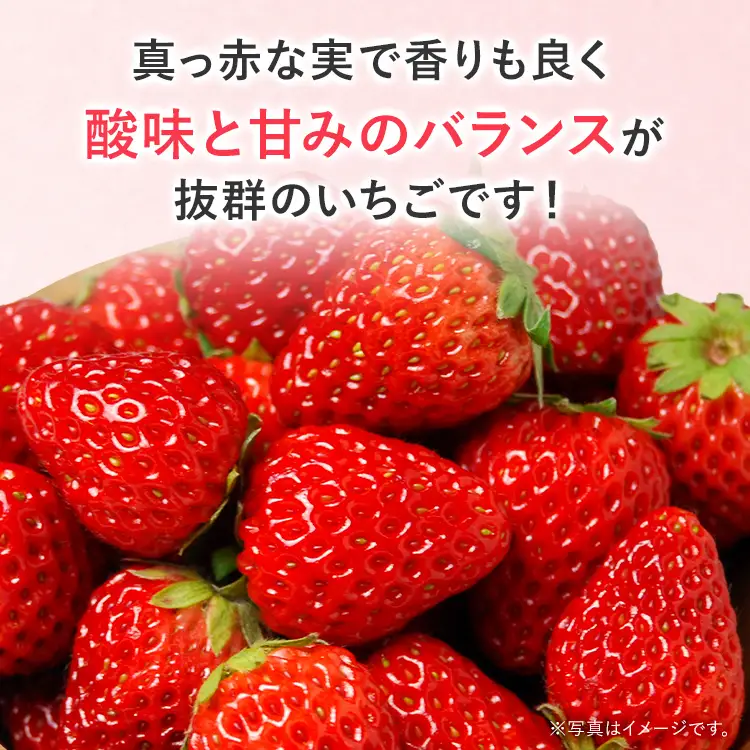 いちご   農家直送完熟いちご 紅ほっぺ 2パック 【2027年2月上旬～4月末頃に順次発送】 いちご  