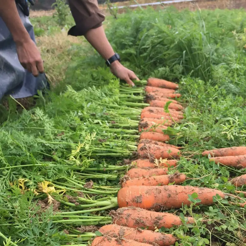【先行予約11月下旬～】有機にんじん5kg オーガニック野菜 人参｜にんじん