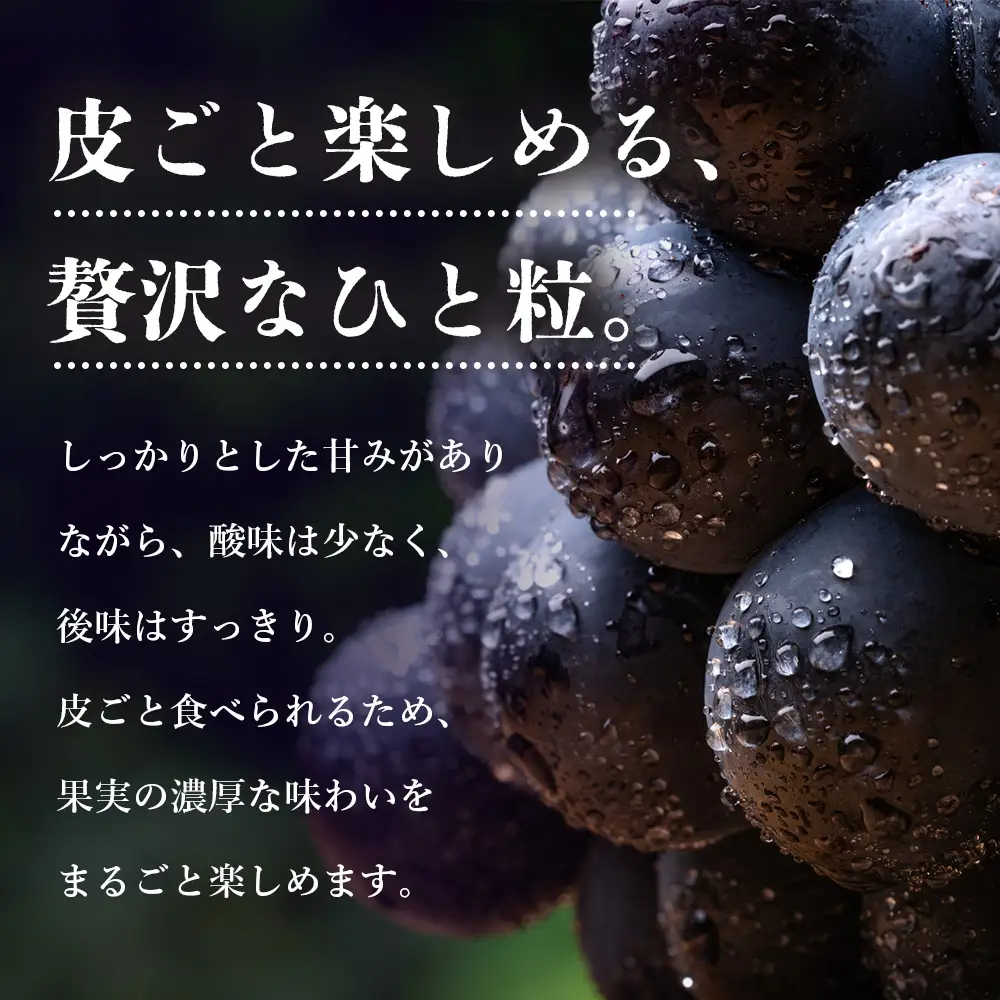【先行受付 2026年発送】ナガノパープル2房セット【配送不可地域：離島・北海道・沖縄県・東北】【1345435】