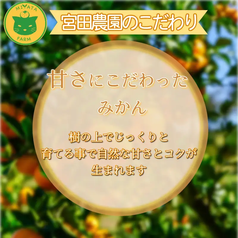 【2026年11月発送】 温州みかん 3kg 秀品 みかん