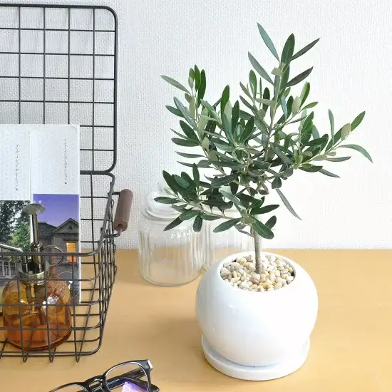 オリーブ 白色 丸型 陶器鉢【黄色小石・受皿・育て方】 オリーブの木　【室内用】　鉢植え・鉢・苗・苗木・丸鉢　結婚式で両親へのプレゼント・結婚式の記念品・両親贈呈ギフト・両親贈呈品・ウエルカムツリー　ギフト