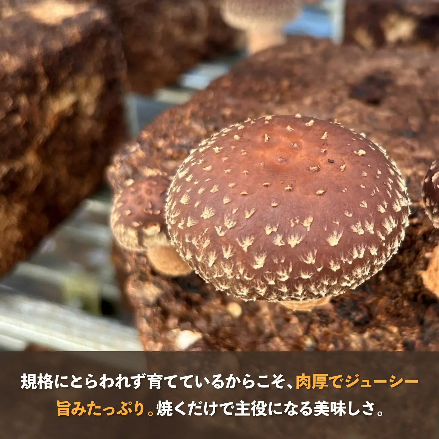 【先行予約】【数量限定150セット】不揃い肉厚しいたけ 約1kg　しいたけ シイタケ 椎茸 きのこ キノコ 不揃い 神奈川 横須賀[AKIO001]