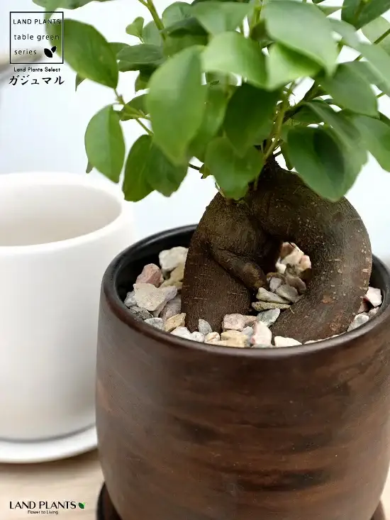 【オリジナル鉢】 ガジュマル（幹太） ウッド風 ペイント陶器鉢 Sサイズ 【天然砕石・受皿・育て方】 がじゅまるの木 ガジュマル 幸福をもたらす 多幸の樹 精霊 鉢植え 鉢 丸鉢 陶器 ブラウン 茶色 茶 こげ茶 ウォールナット 木目 木目調