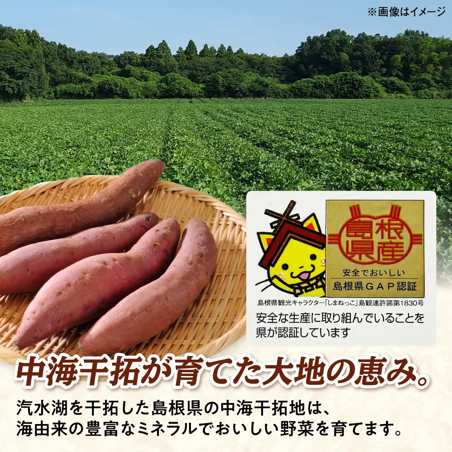 【先行予約】【2026年11月上旬順次発送】【訳あり】島根県GAP認証　さつまいも（シルクスイート）2kg　島根県松江市/フジキコーポレーション株式会社[ALDS027]