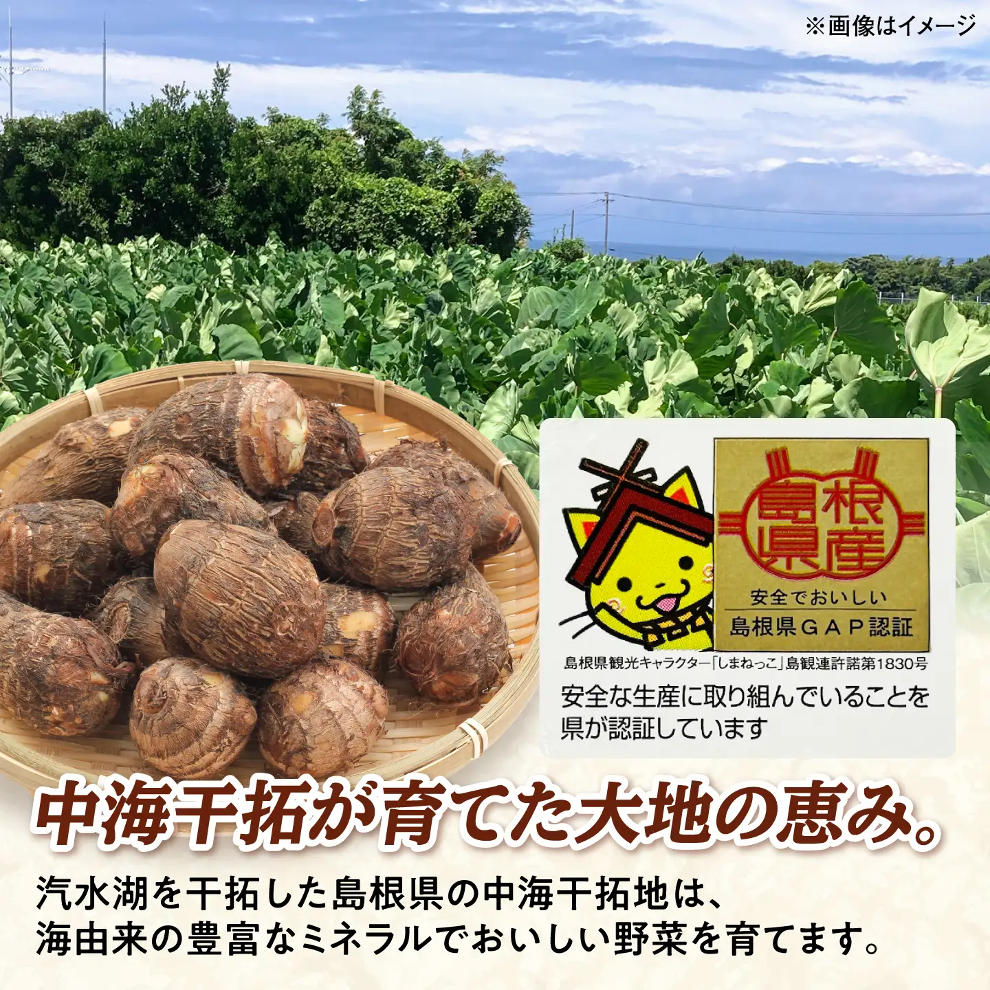 【先行予約】【2026年11月上旬順次発送】【不揃い】島根県GAP認証 さといも2kg 島根県松江市/フジキコーポレーション株式会社[ALDS028]