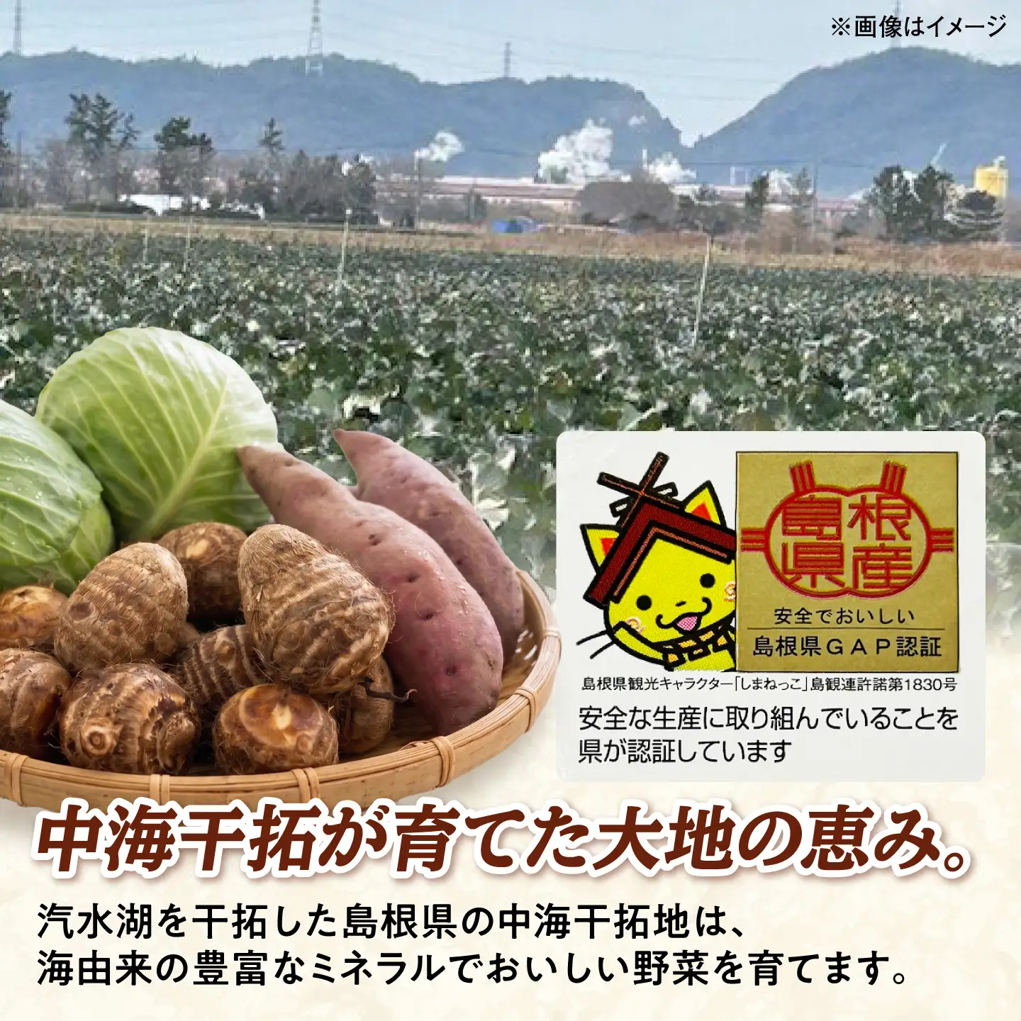 【先行予約】【2026年11月上旬順次発送】【訳あり】こだわり野菜3種（さつまいも・里芋・キャベツ）詰合せ 計4kg 島根県松江市/フジキコーポレーション株式会社[ALDS030]